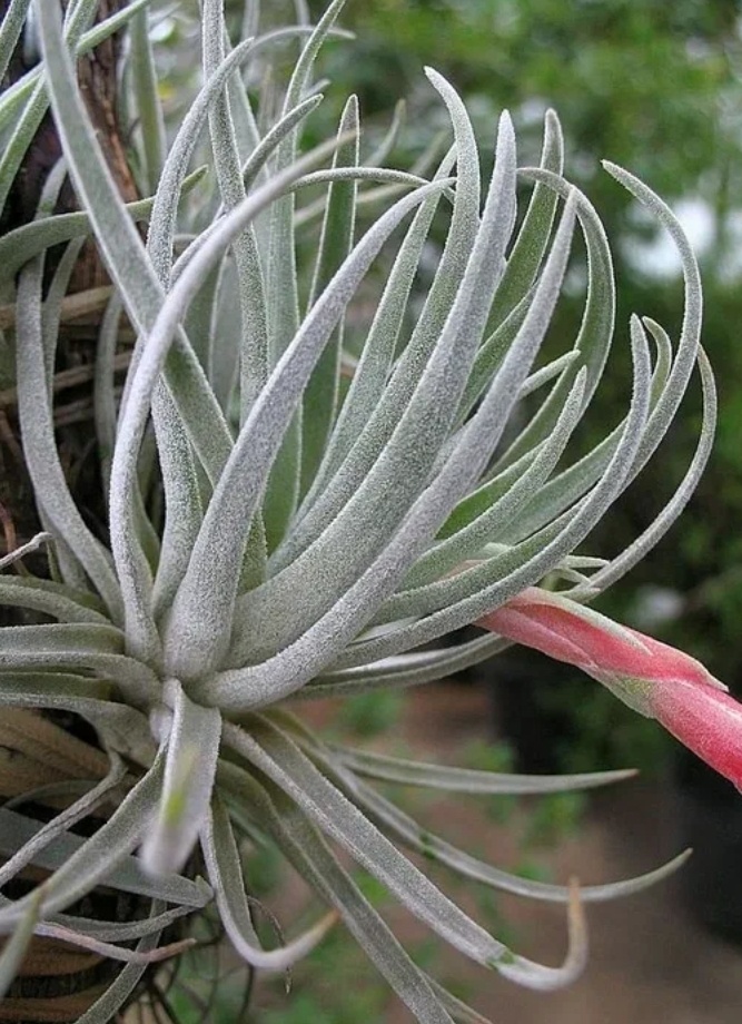 Тилландсия andrieuxii