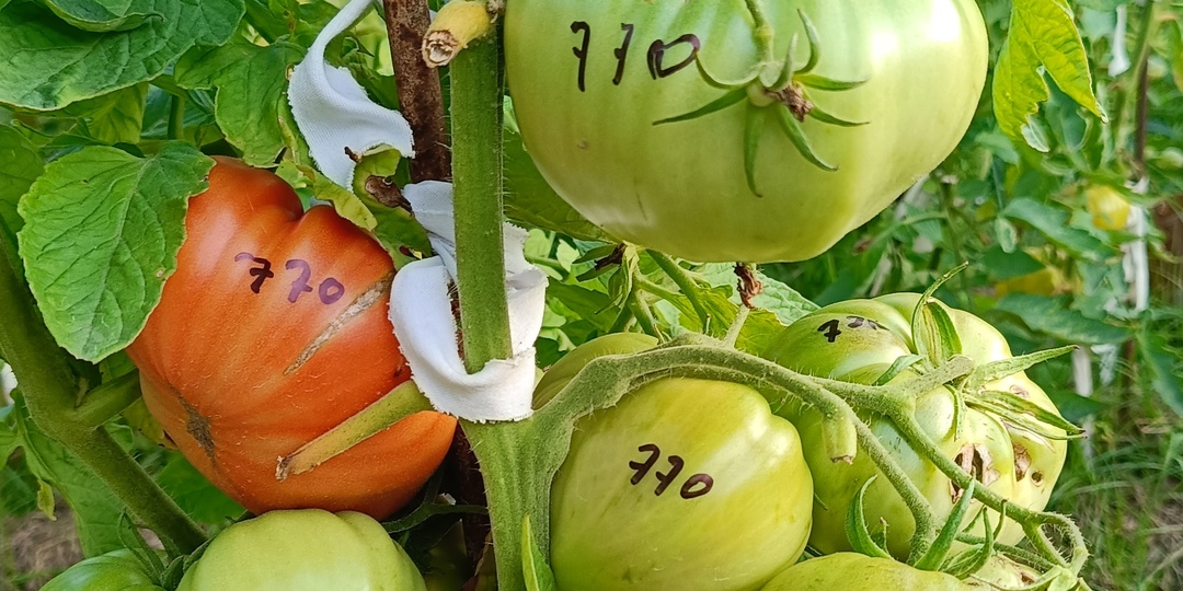 Каталог томатов 2025 с описаниями .Часть 7