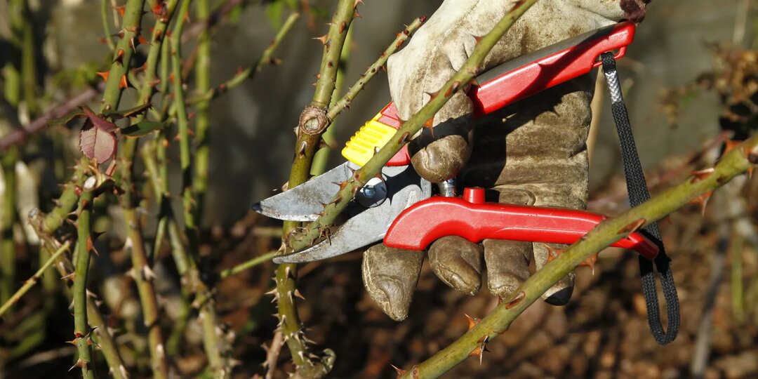 Как обрезать розы осенью правильно