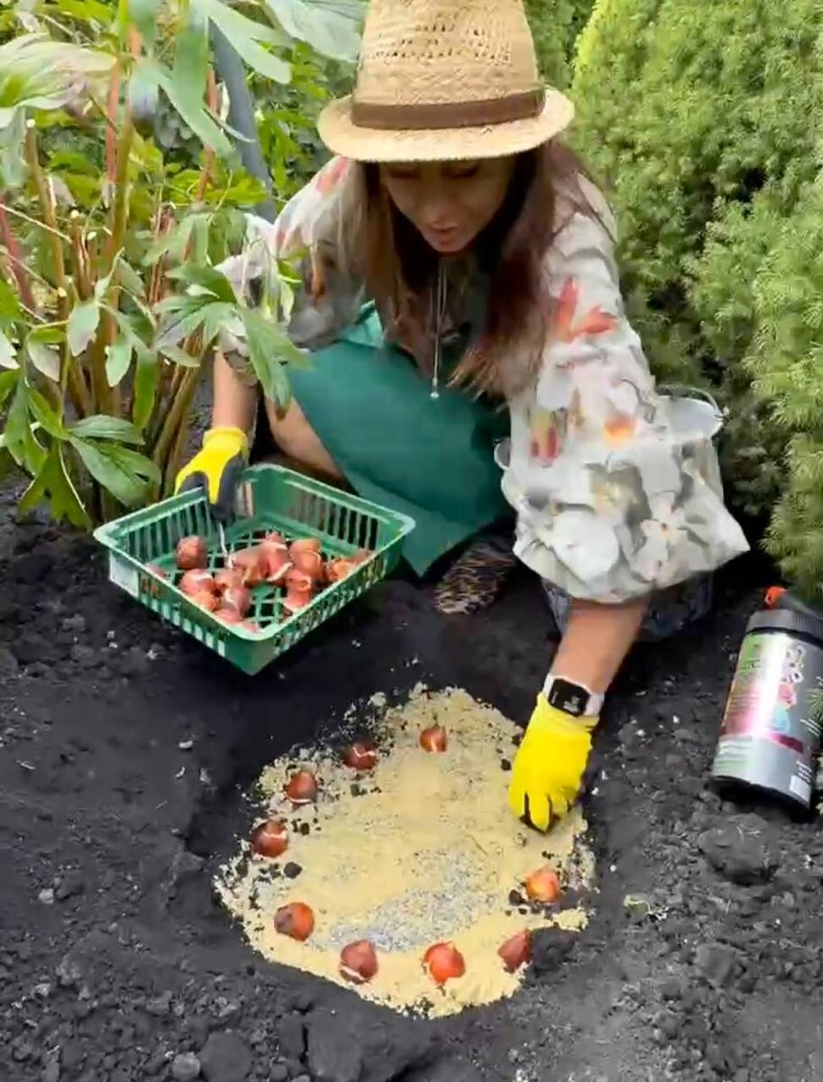 Как посадить  тюльпаны в открытый грунт