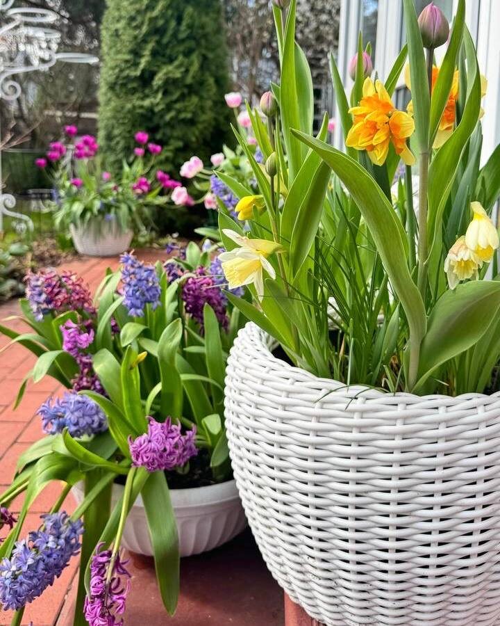 Выращивание луковичных в кашпо