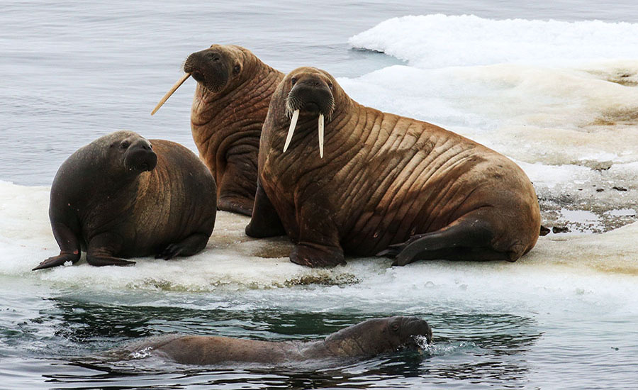    © Павел Львов/РИА Новости
