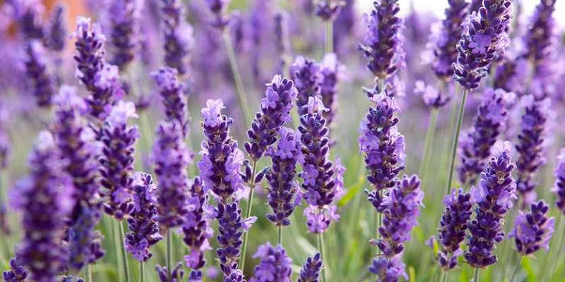 Лаванда. Источник фото: https://organic-mix.ru/articles/lavanda-vyrashchivanie-v-sadu/?srsltid=AfmBOorSe6cfokCZkSDUeRTVBnfj2OW-DtYYWRNZeBY3TwiJS0kHdK13