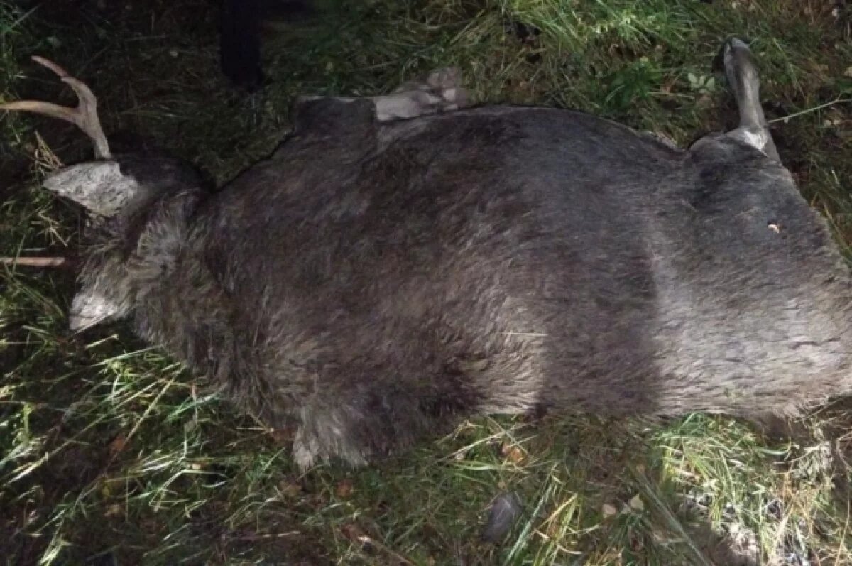    В Тверской области задержали двух браконьеров, убивших лосей