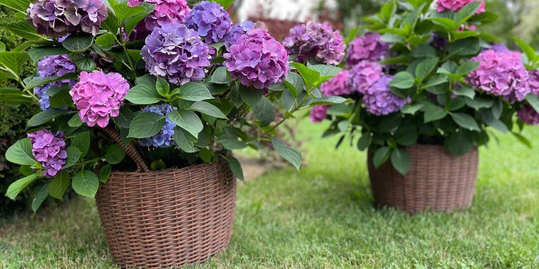 Ответы на вопросы читателей о крупнолистных гортензиях