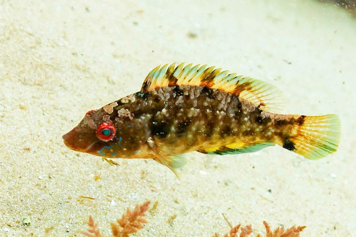 Губан-перепёлка.