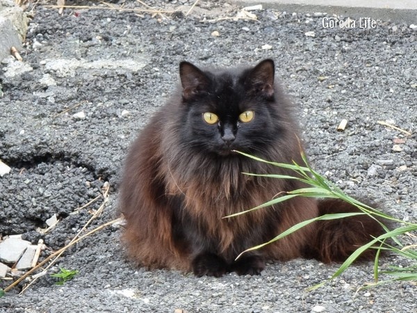     Фото: Города Лайф