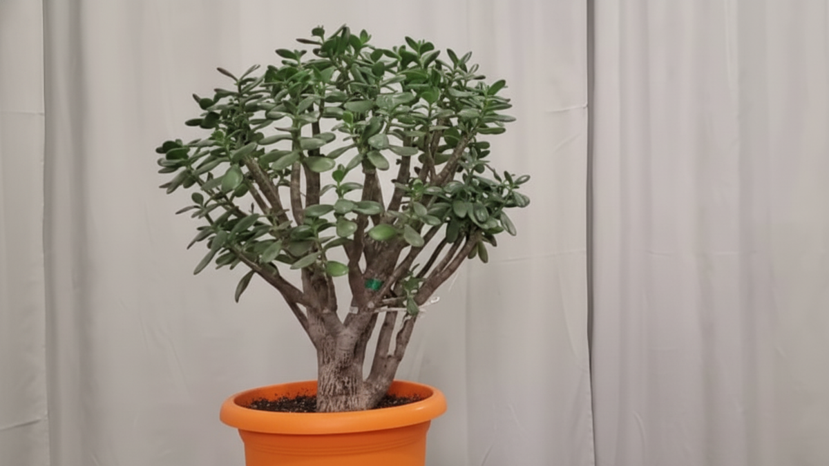 Почему денежное дерево не растет