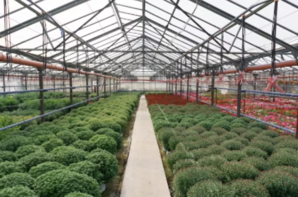    Петербургский дачник наконец получил теплицу спустя три года