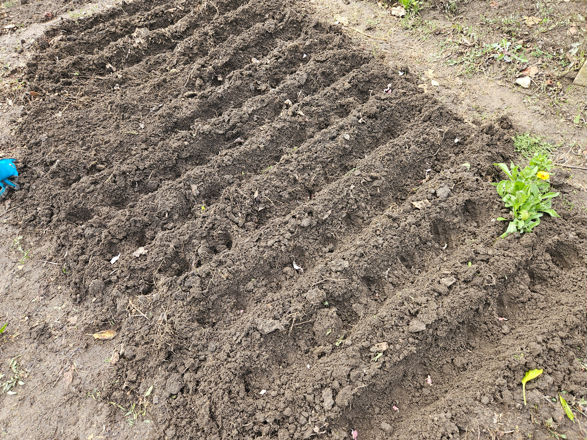 Грядка с чесноком