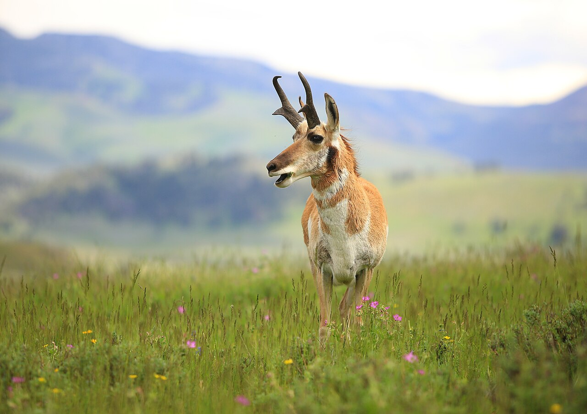 Вилорог (Американская антилопа, англ. Pronghorn)                                                                                        (Borrowed from here (thanks Wikipedia and Tobias Klenze   CC BY-SA 4.0 (https://creativecommons.org/licenses/by-sa/4.0) https://en.wikipedia.org/wiki/Pronghorn#/media/File:2015-06-10_Pronghorn_in_Yellowstone_National_Park,_USA_7862.jpg