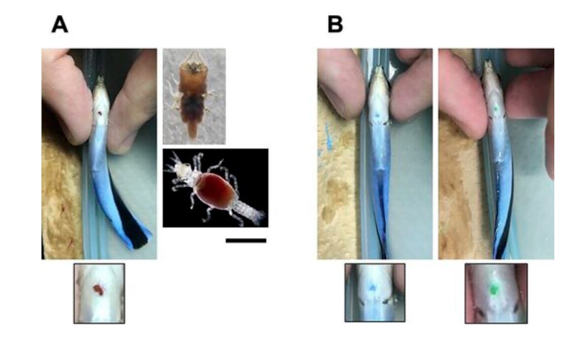Эксперимент Масанора Кода по тестированию "сознательности" у рыбок-чистильщиков
