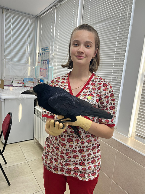    Раненого грача куряне привезли в ветклинику