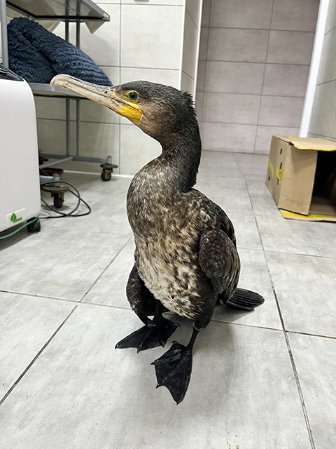    Баклан всех поразил своим аппетитом, проглотив 10 рыбешек за раз