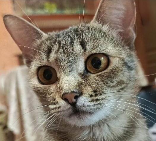 Ну, пожаааалуйста, скиньте маме мааааленький донатик!