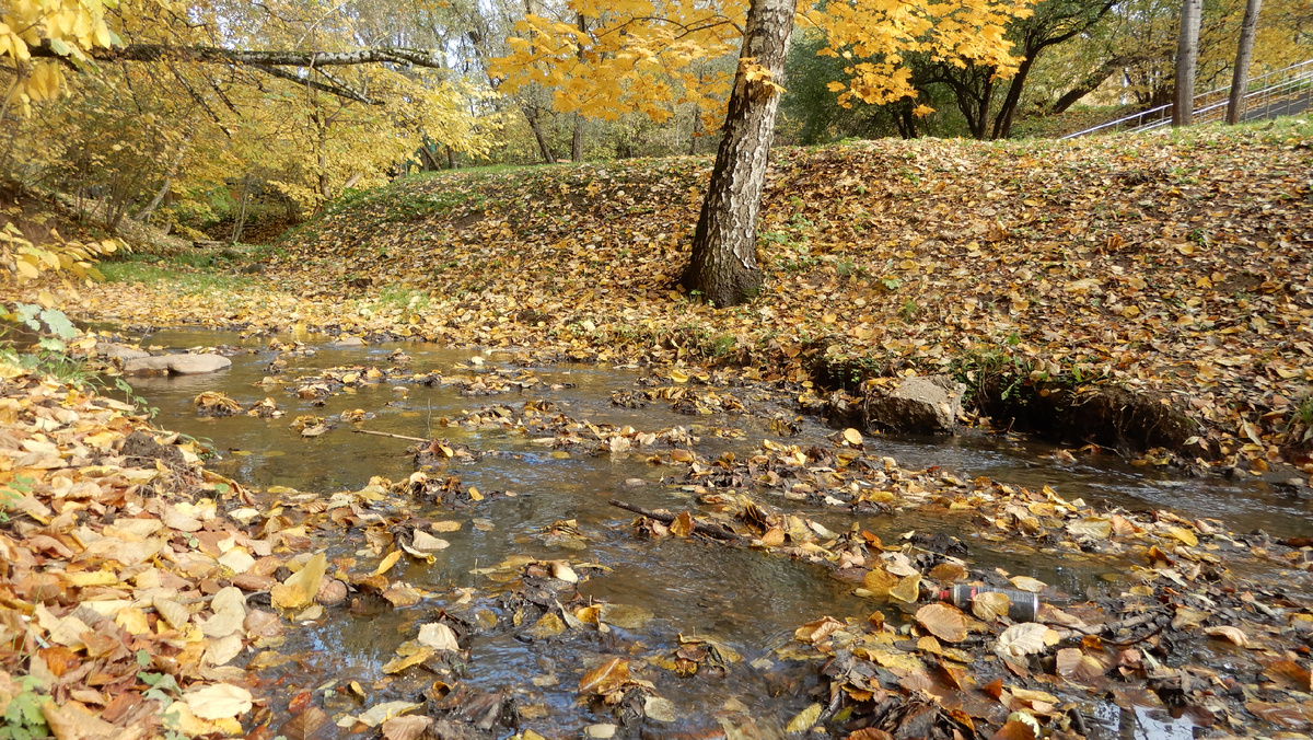 Голубинский лесопарк 11,10,2025 г.