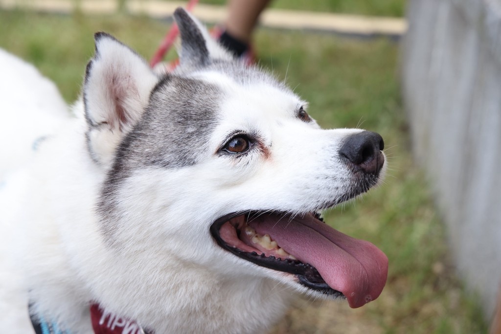    Фото © Анастасия Романова / Абзац