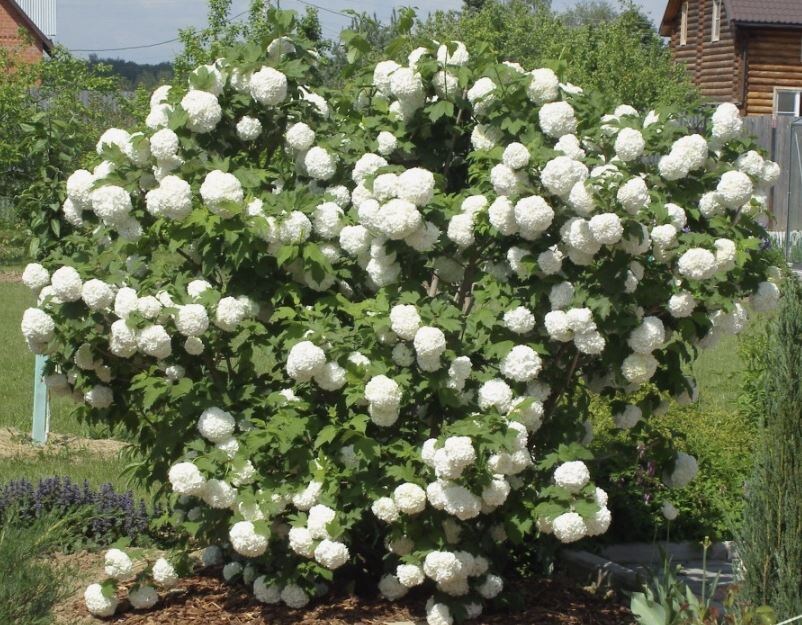 Калина бульденеж