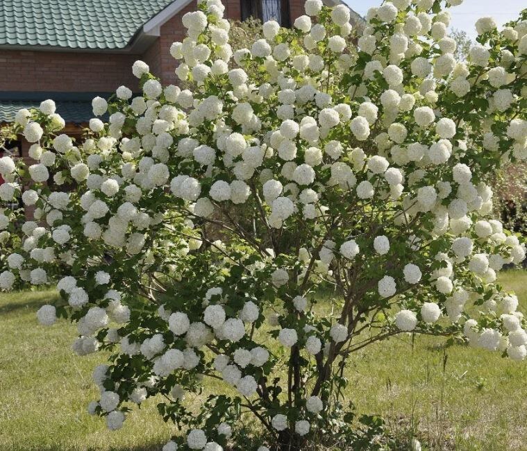 Калина бульденеж