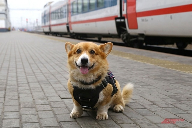    Каждая корги — в душе овчарка. Фото: АиФ-Нижний Новгород/ Кира Мишина