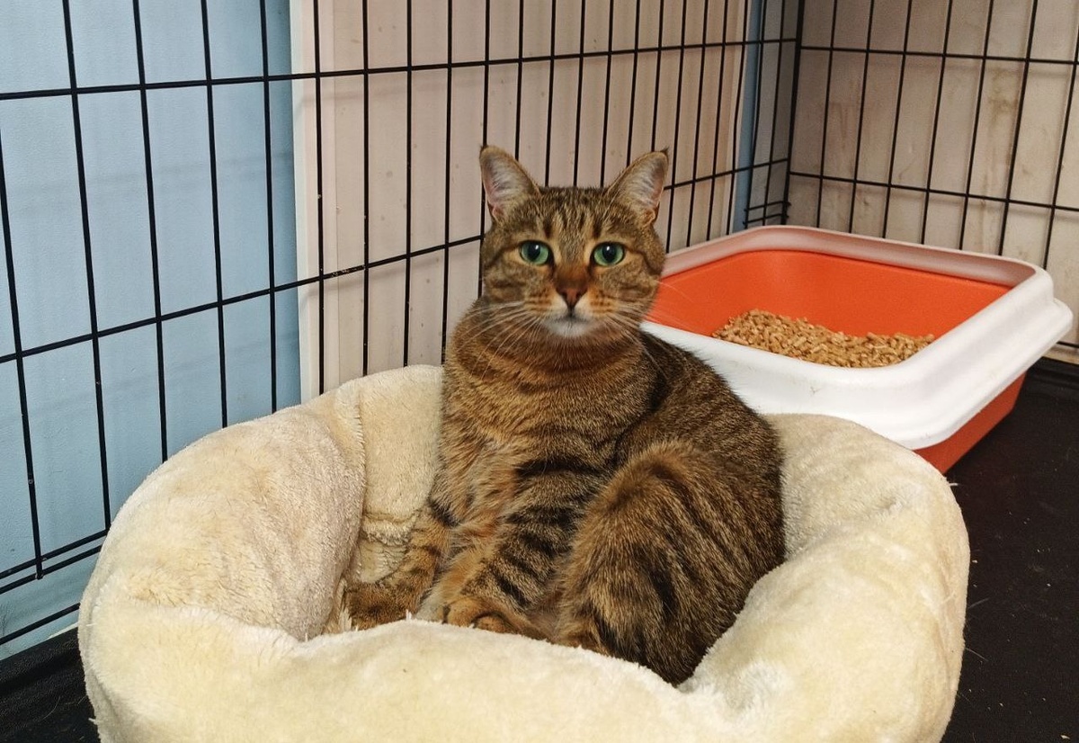 Давно не живет в клетке, но любит там тусоваться