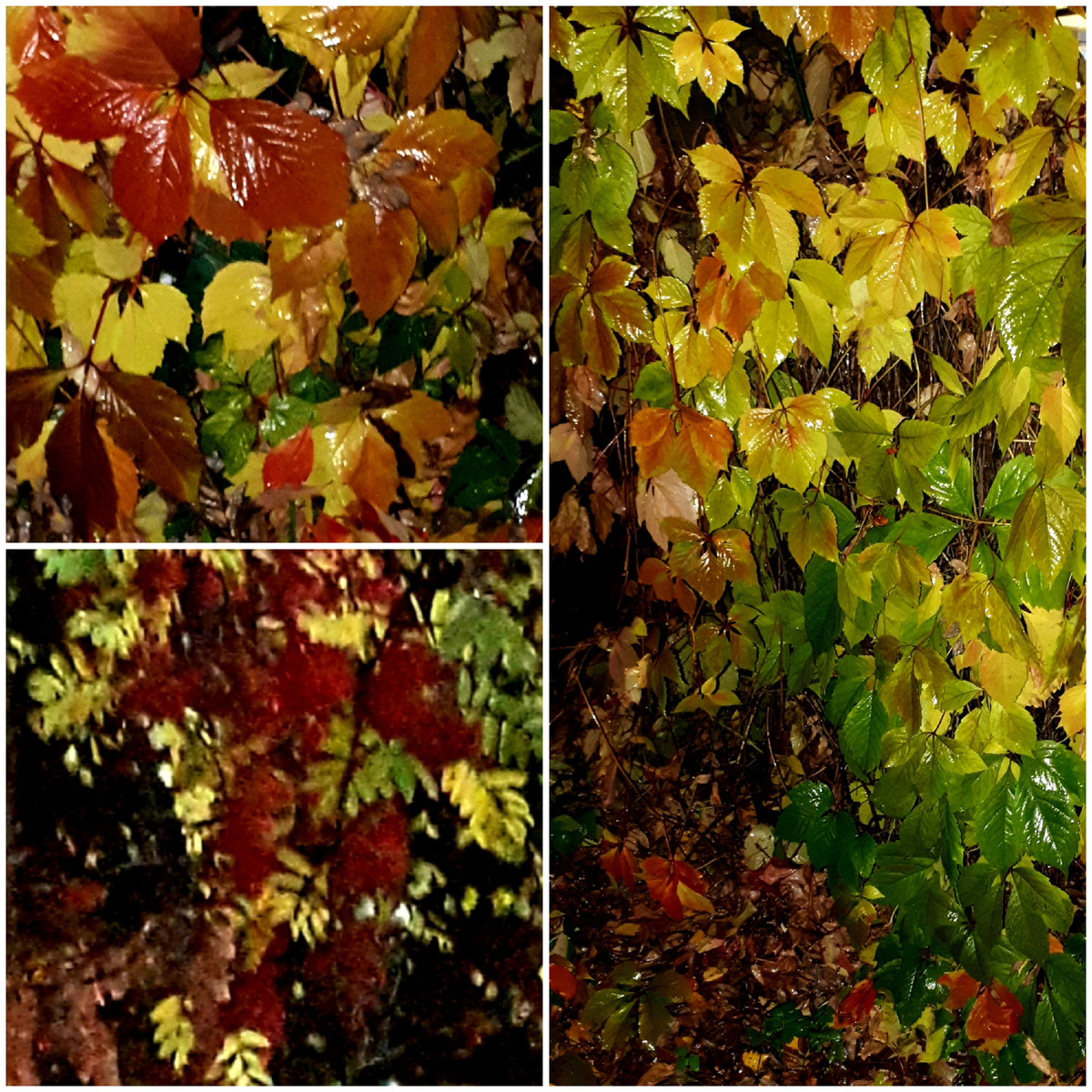 Коллаж автора 14.10.2025г.