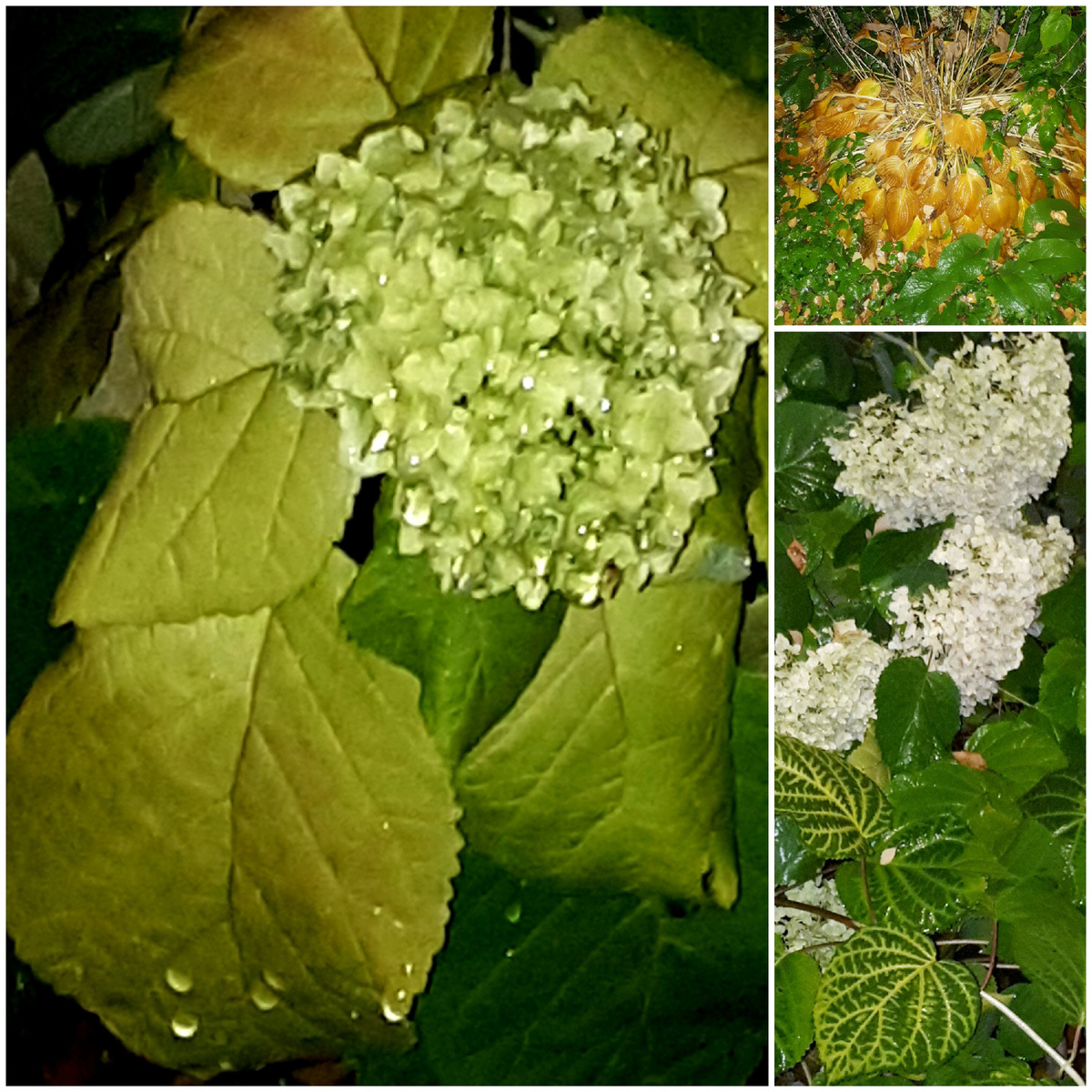 Коллаж автора 14.10.2025г.