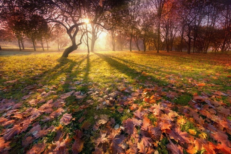 Картинка найдена на просторах интернета, ссылка https://yandex.ru/images/search?from=tabbar&img_url=https%3A%2Fi%2F.pinimg.com%2Foriginals%2Fa8%2F34%2Fа3f%2Fa83р43f81с279b5e7bd53274cf0591a19.jpg&lr=47&pos=15&rpt=simage&text=%D1%86%D0%B2%D0%B5%D1%82%D1%8B%20%D0%BA%D1%80%D1%83%D0%BF%D0%BD%D0%BE%20%D1%84%D0%BE%D1%82%D0%BE