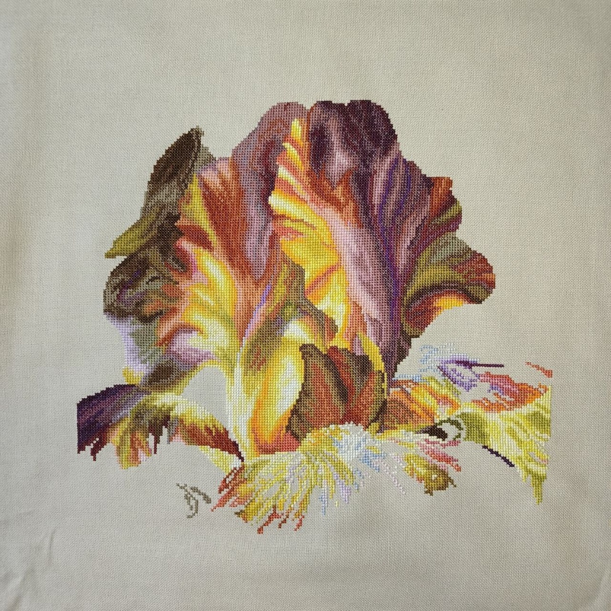 Так ирис выглядел на начало недели