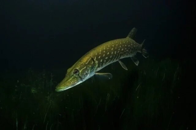    К чему снится щука?