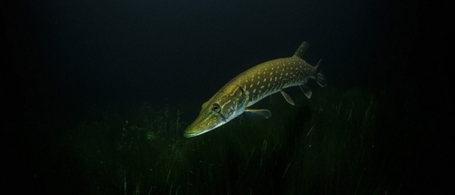    Фото: pixabay.com