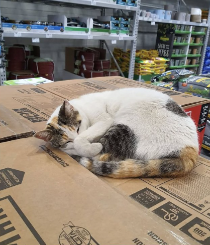 Франсин на работе до пропажи