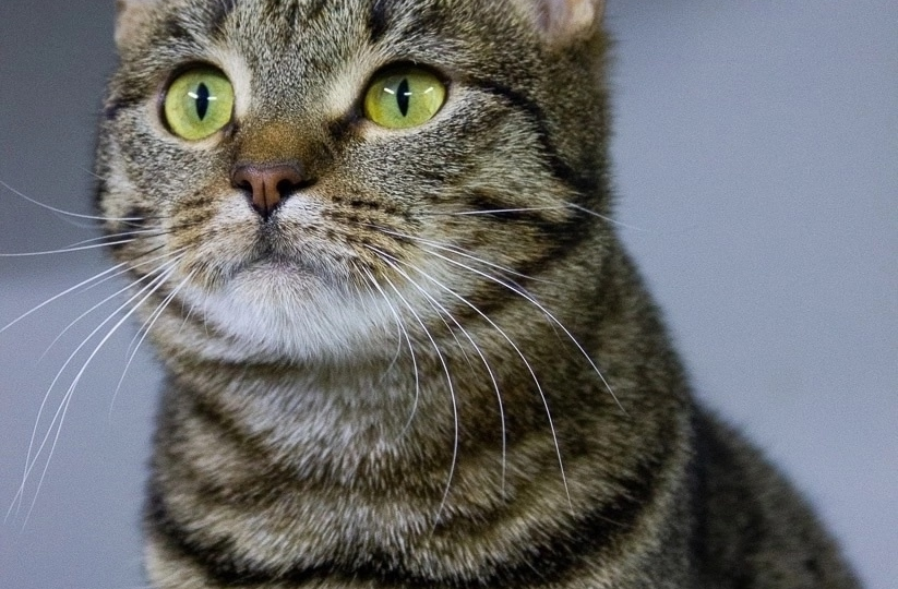 Кому счастье с волевым подбородком и мягким взглядом в дом?🙏🏻🏠