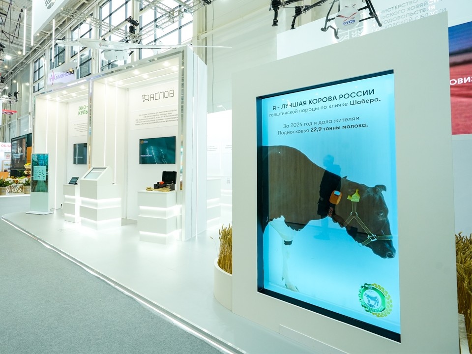    Корова Шабера из Подмосковья установила рекорд России по надоям