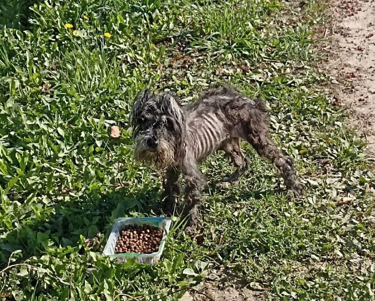 Ничего приличного по состоянию собачки с этого фото сказать не получается... 
