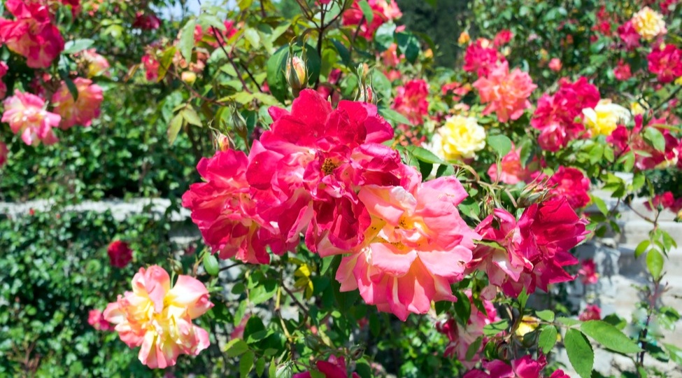 Размножаю розы в октябре 5 способами. Простые способы с высокой приживаемостью