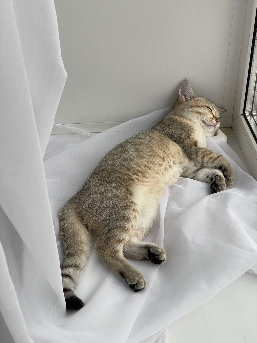 Когда адаптировался))