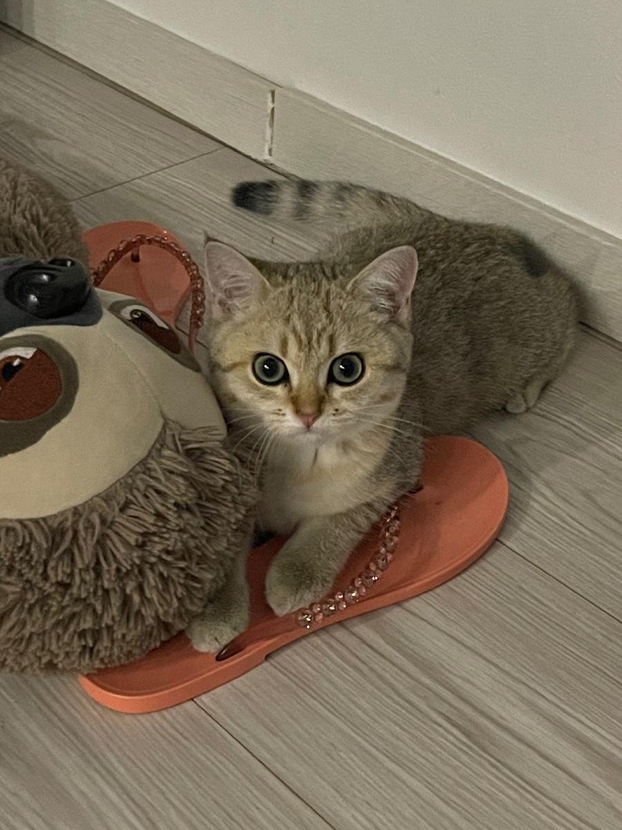 Ещё не решила какие тапки обуть.