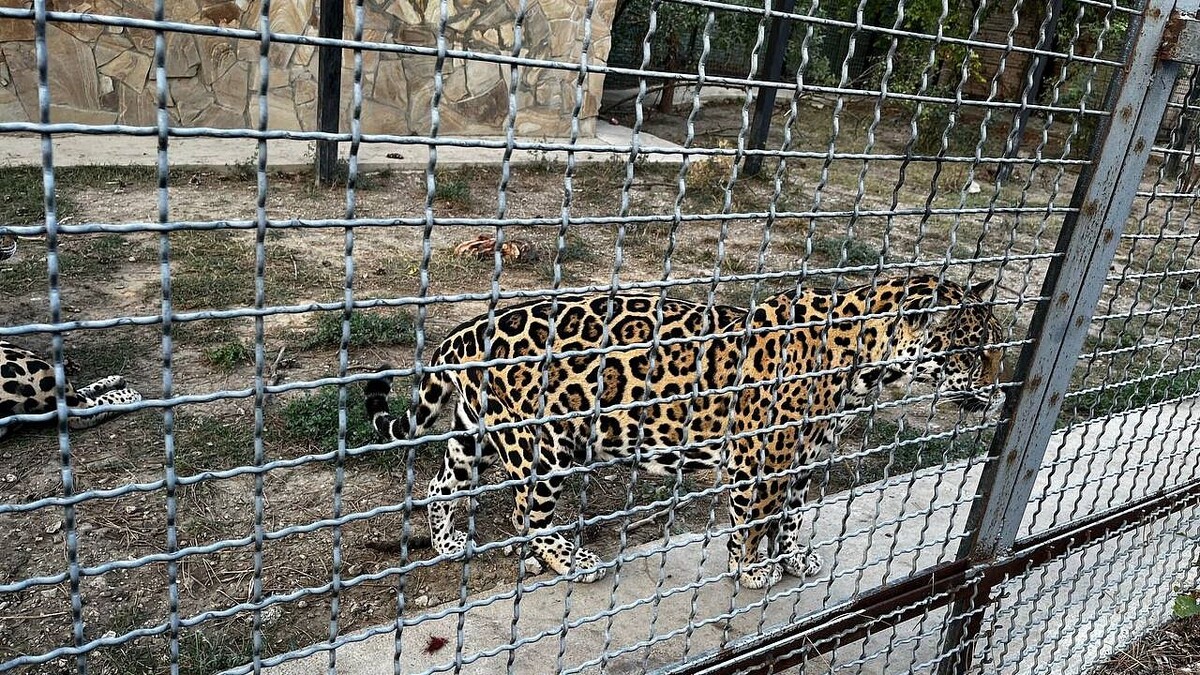    Фото: телеканал «Краснодар»