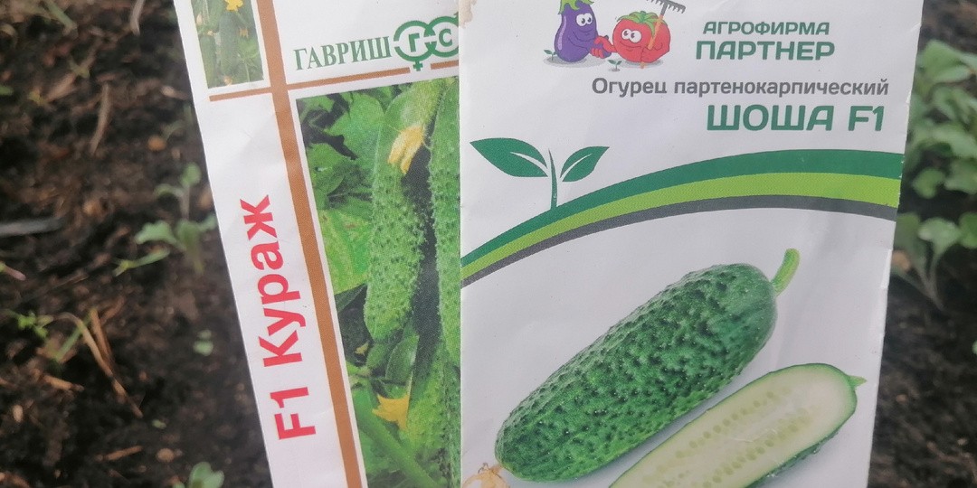 Тестирую урожайные сорта огурцов вместо рекламы. Кураж побеждает Гошу