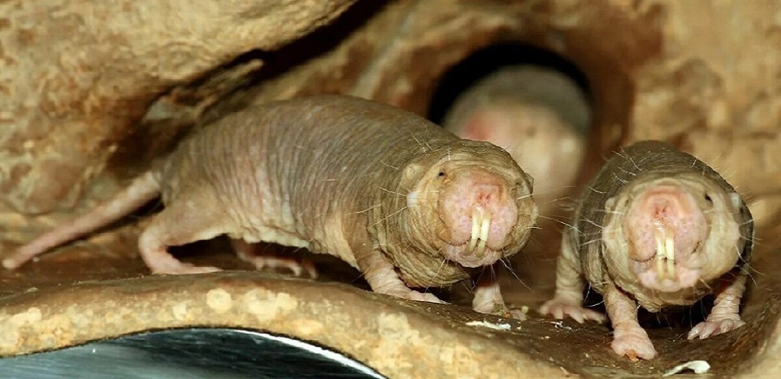 ТУТ ОБЗАВИДУЕШЬСЯ.. Семейство голых землекопов, "бессмертных" с точки зрения мышей. (livejournal.com)