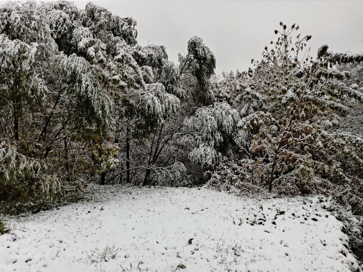 Фото автора. 14 октября 2024 года