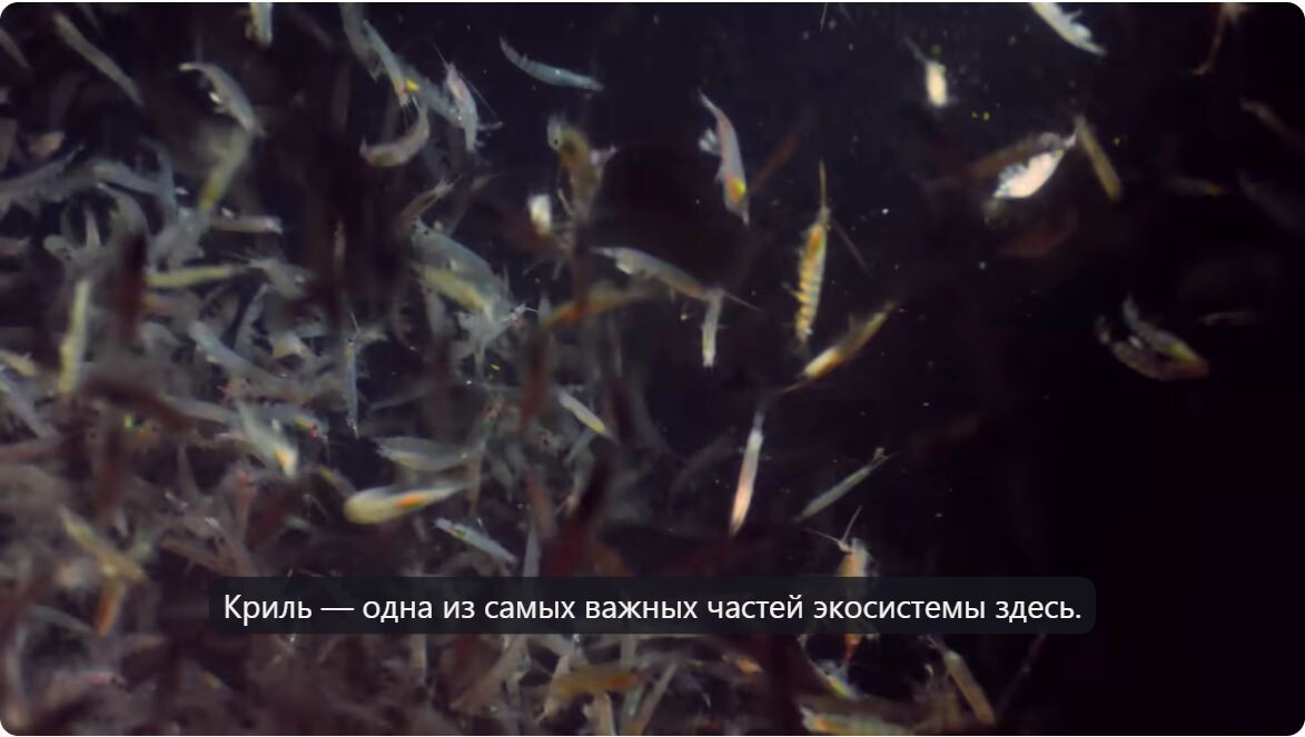 Стоп-кадр из видео на Ютубе под названием The Deepest Dive in Antarctica Reveals a Sea Floor Teeming With Life(1)