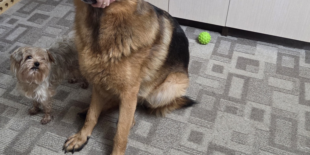 Как дать собаке таблетку и не остаться без пальцев