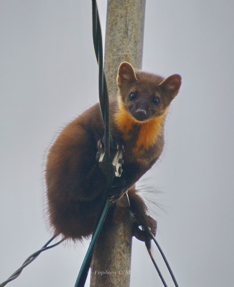 Фото Сергея Гордеева
