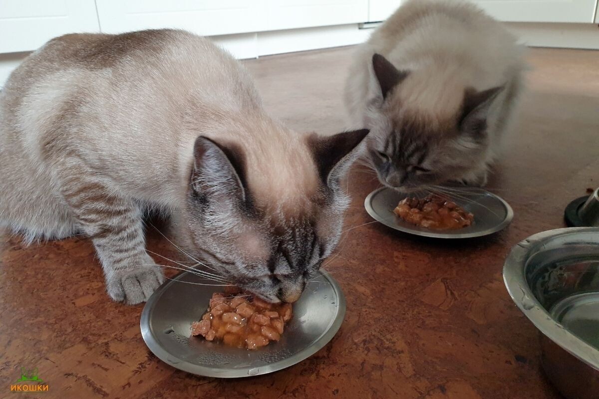 Кошки едят корм 