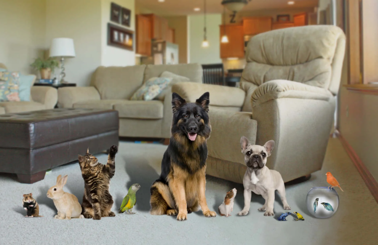 Правила содержания домашних животных
