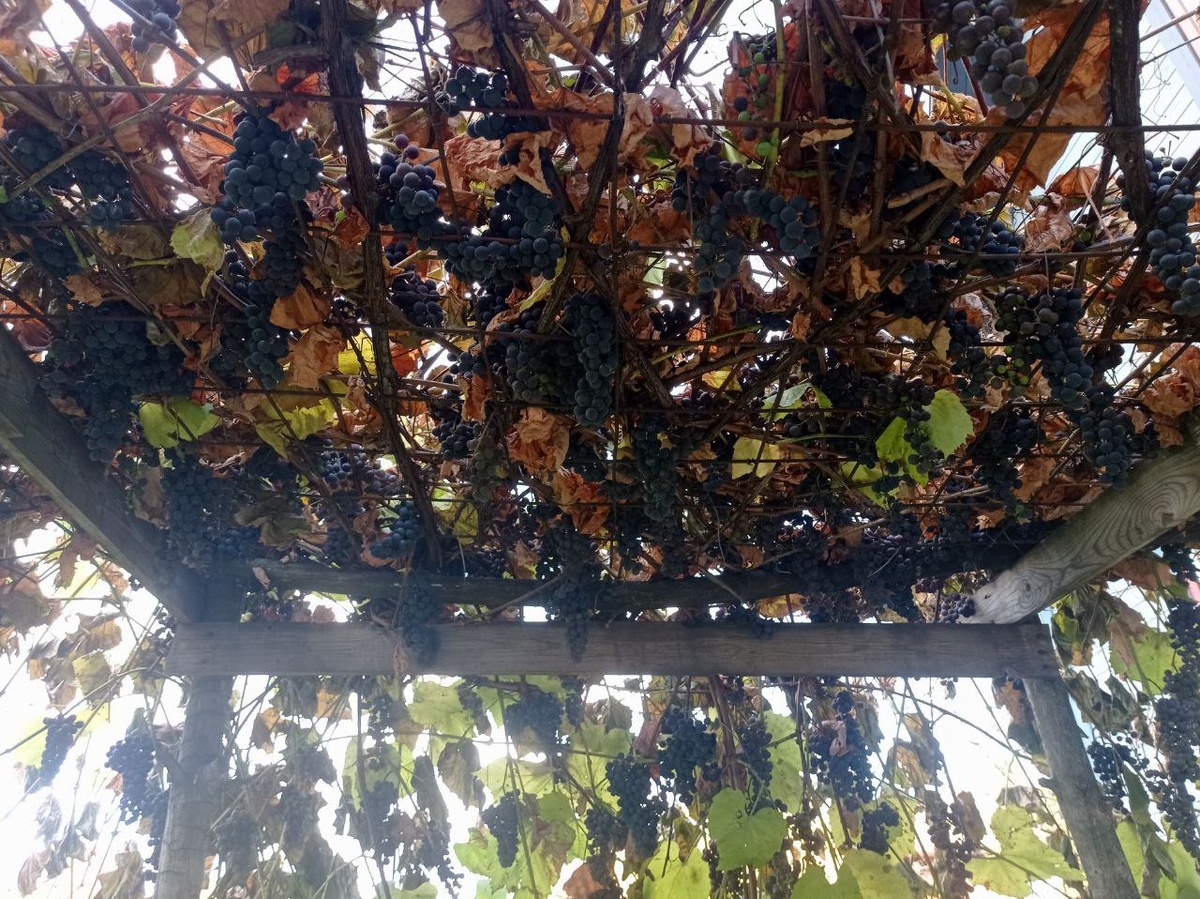 Виноградное небо.