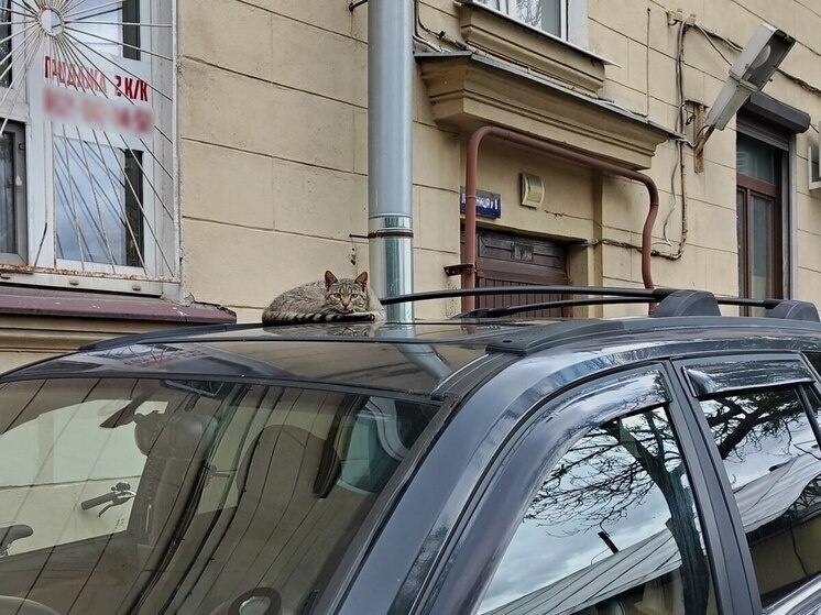     Всего с января по сентябрь в городе были зарегистрированы всего 453 новые машины. Фото: архив МК в Питере