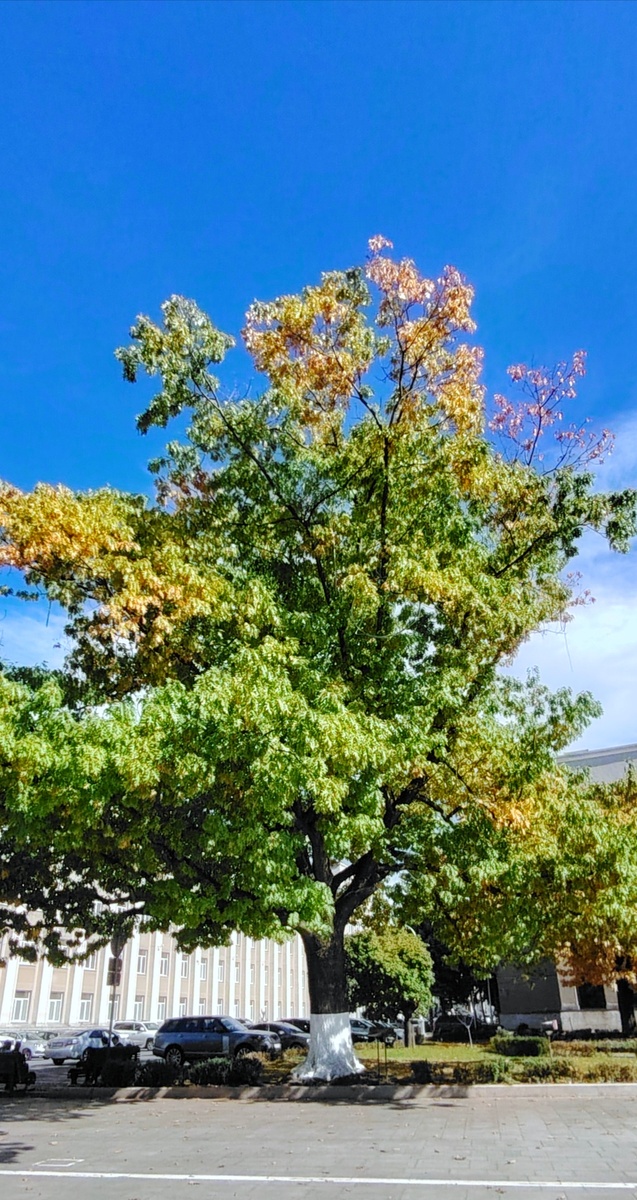 Дуб, посаженный Валентиной Терешковой 